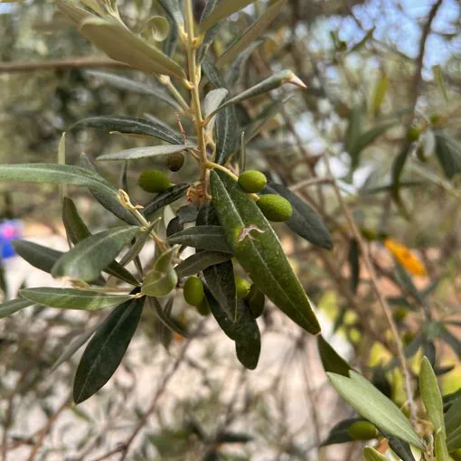 Olive
